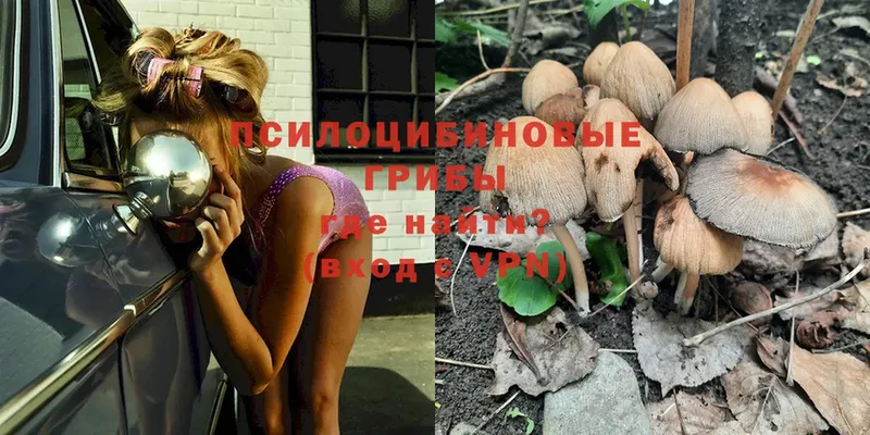 МЕГА онион  Куровское  Псилоцибиновые грибы Psilocybe 